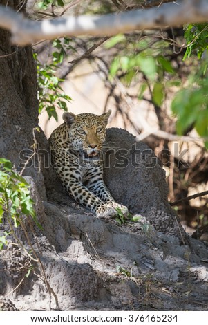 African Leopard waiting in shade. Okavango delta of Botswana, Africa.