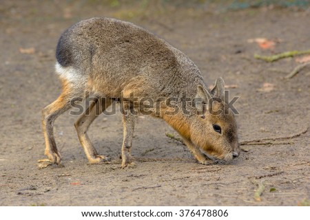 Patagonian mara (Dolichotis patagonum) is a large somewhat rabbit-like rodent found in open and semi-open habitats in Argentina, including large parts of Patagonia.