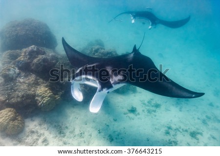 Manta ray swimming in the ocean in French Polynesia Royalty-Free Stock Photo #376643215