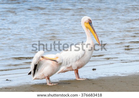 Pelican, Walvis Bay, Namibia