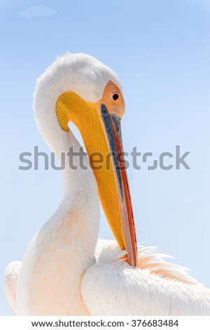 Pelican, Walvis Bay, Namibia