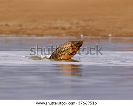 Carp fish leaping out of water, close up, rare picture