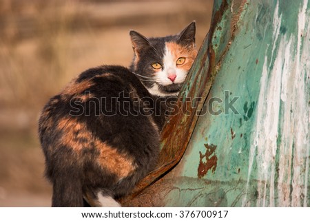 Three color feral cat is sitting on trash dumpster and looking at camera, shot with copyspace, homeless cat searching for food