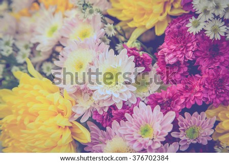 Chrysanthemum Vintage and Retro Style for background.