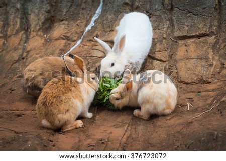 The rabbit was eating in the zoo.