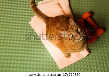 Red cat with a dumbbell in the sports mat. Sports concept