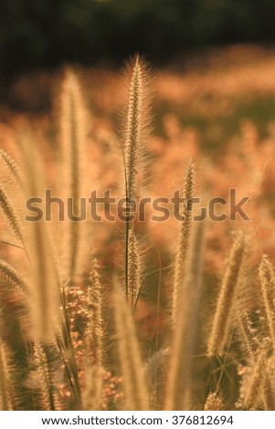 Flower of grass at sun set , grass field.