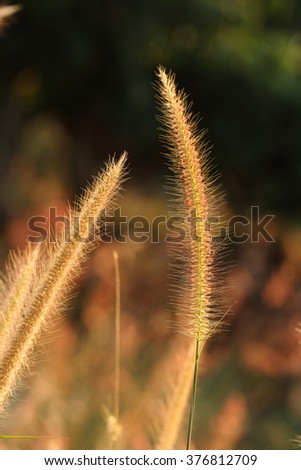 Flower of grass at sun set , grass field.
