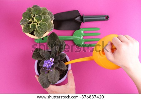 Gardening tools, watering can, plants violet flowers. Man hold watering can. Home flowers. Indoor. Pink background.