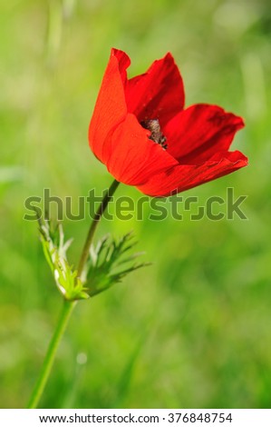 beautiful red anemone flower in front of the sun