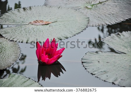 Pond scenery with water lilly