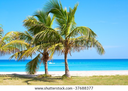 Palm trees in a sandy beach with clear blue water