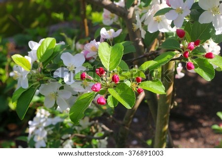 Apple tree blossom  details in fruit orchard, springtime,  Betuwe, Netherlands