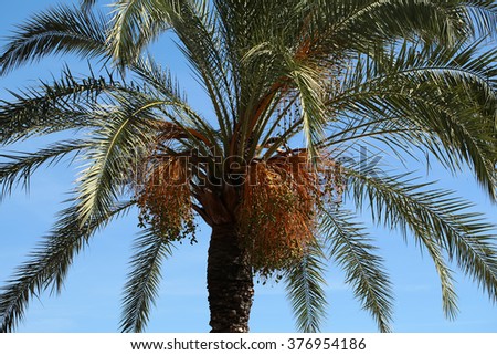 Beautiful tropical green palm tree with large evergreen green leaves against bright clear blue sky day time on natural background, horizontal picture