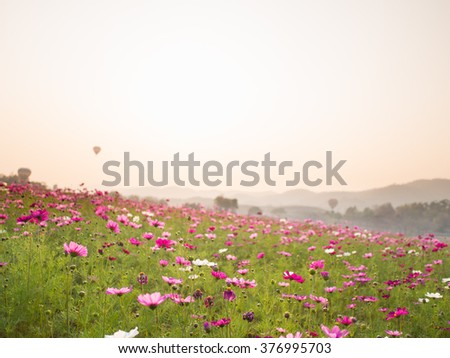 Flower Field