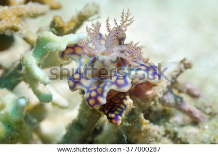 Nudibranch (Netted miamira/ Miamira sinuata (van Hasselt, 1824) [Previously known as Ceratosoma sinuata]) is sitting on a coral, Panglao, Philippines