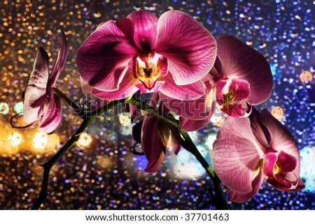 Pink orchid on colored background with drops