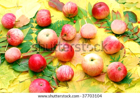 Crop of apples against autumn leaves