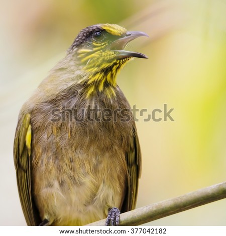 Close up portrait of Stripe-throated Bulbul, Bird