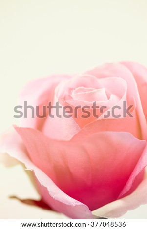 sweet color roses in soft color for flora background
