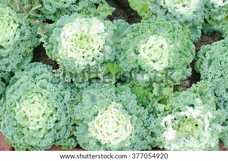 cabbage in the garden.cabbage.focus around font of picture.