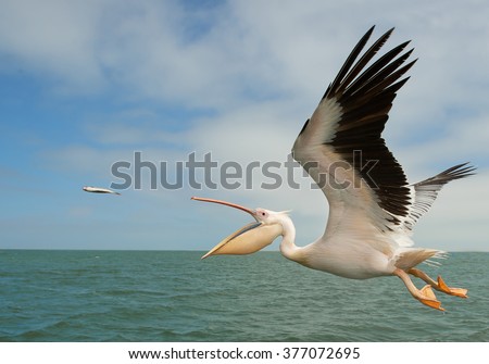 White pelican in flight, catching the fish, Namibia, Africa Royalty-Free Stock Photo #377072695