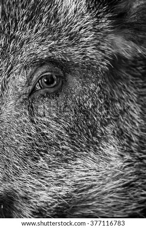 Wild boar. Nature background. Animal: Boar. Sus scrofa.