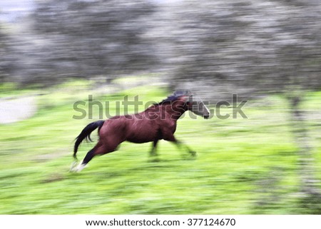 Running Horse