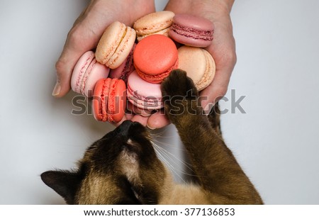 Macaroons Almond Cake - a favorite treat children, adults and pets. French dessert and cat. Close-up on a white background. Royalty-Free Stock Photo #377136853