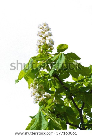 Chestnut tree with blossoming spring flowers isolated on white background