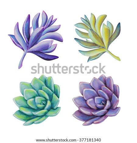 succulent collection, watercolor clip art, botanical illustration, decorative design elements set, floral illustration isolated on white background