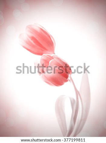 tulip flowers vintage