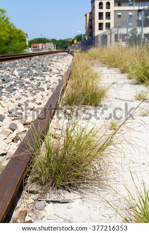 a clump of grass by an unused track