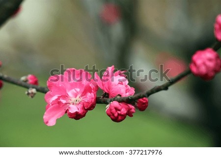 Sydney spring peach flower
