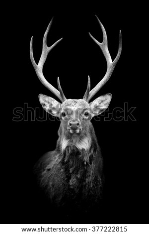Deer on dark background. Black and white image
