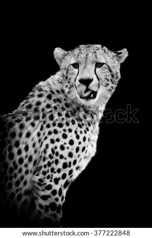 Cheetah on dark background. Black and white image