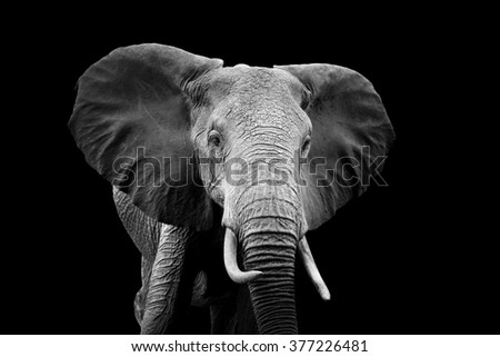 Elephant on dark background. Black and white image