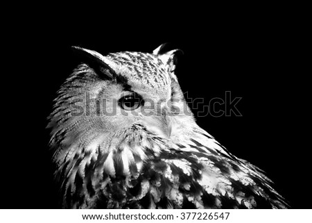 Owl on dark background. Black and white image