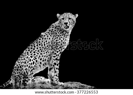 Cheetah on dark background. Black and white image