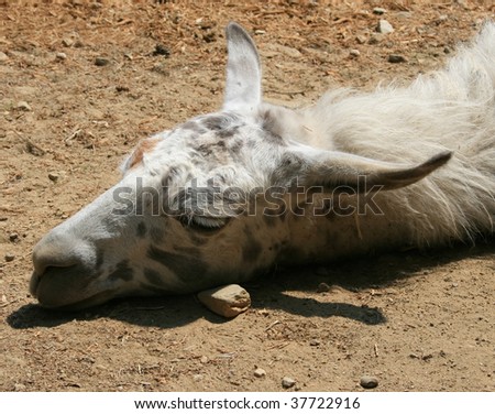 llama taking a nap in a sunny day