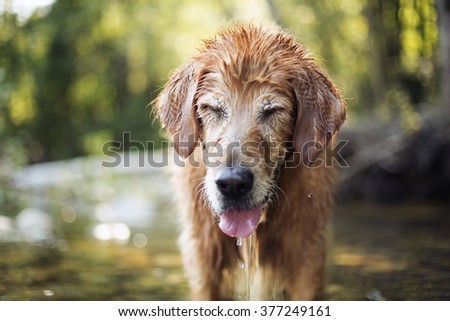 Golden retriever dog swimming in the river