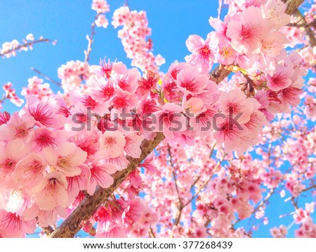 cherry blossom, pink flower, Angkang, Thailand