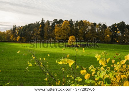 Single yellow tree and grass meadow with colorful trees in Autumn at Oslo park, Norway