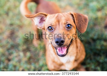 Chihuahua Mixed Tan Dog Smiling at the Camera Royalty-Free Stock Photo #377293144