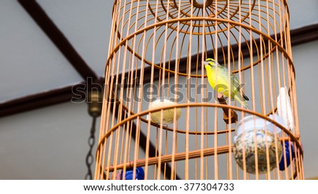 Close up of yellow bird in wooden asia style cage