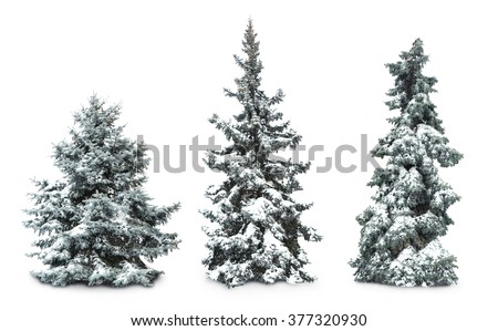 Fir-trees with snow, isolated on white Royalty-Free Stock Photo #377320930