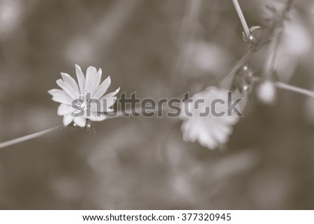 Flowering chicory (Cichorium intybus), on nature background