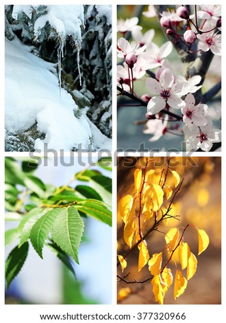 Four seasons collage: several photos of beautiful trees at different time of the year - winter spring, summer, autumn