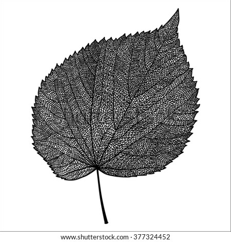 Vector skeletonized leaf on a white background. The graphic element may be used as a design background, business cards, postcards, etc.