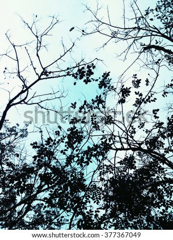 Silhouette of trees against the blue sky with white clouds